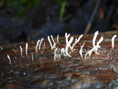 Clavaria falcata