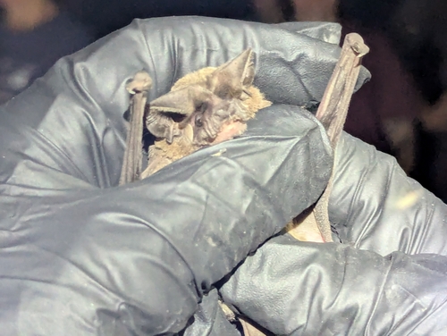 Pocketed Free-tailed Bat (Nyctinomops femorosaccus)