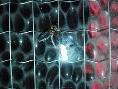 Galactomyia