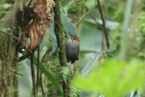 Tawny-faced Gnatwren (Microbates cinereiventris)