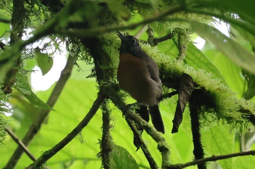 Rufous-breasted Wren (Pheugopedius rutilus), photo 6