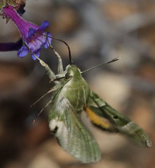 Proserpinus clarkiae
