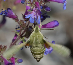 Proserpinus clarkiae