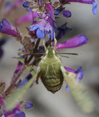 Proserpinus clarkiae