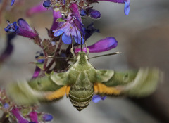 Proserpinus clarkiae