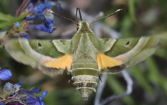 Proserpinus clarkiae