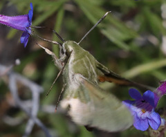 Proserpinus clarkiae