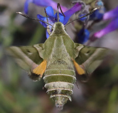 Proserpinus clarkiae