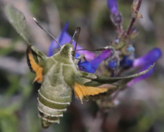 Proserpinus clarkiae