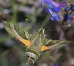 Proserpinus clarkiae
