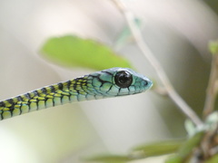 Dispholidus typus punctatus