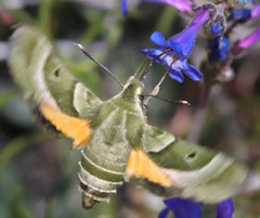 Proserpinus clarkiae