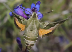 Proserpinus clarkiae