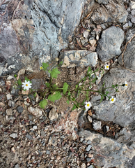 Perityle microglossa