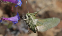 Proserpinus clarkiae