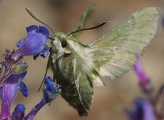 Proserpinus clarkiae
