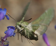 Proserpinus clarkiae