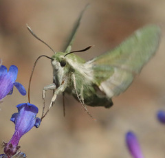 Proserpinus clarkiae