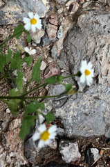 Perityle microglossa