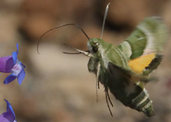 Proserpinus clarkiae