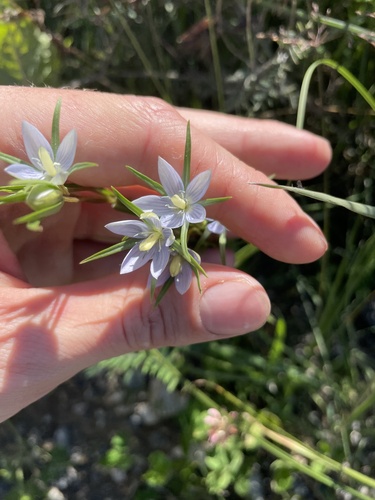 Marsh Felwort