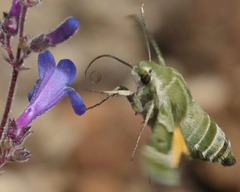 Proserpinus clarkiae