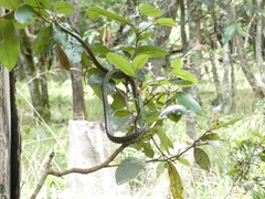 Dispholidus typus punctatus