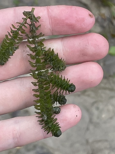 Canadian Waterweed