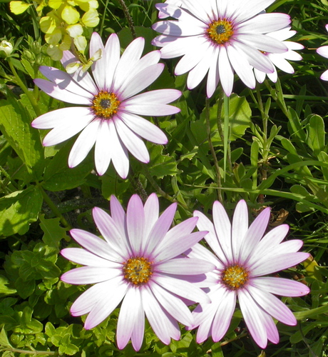 Cape daisy (Osteospermum jucundum)