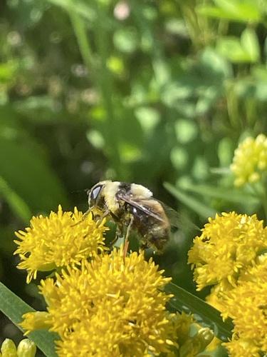 Orange-legged Drone Fly