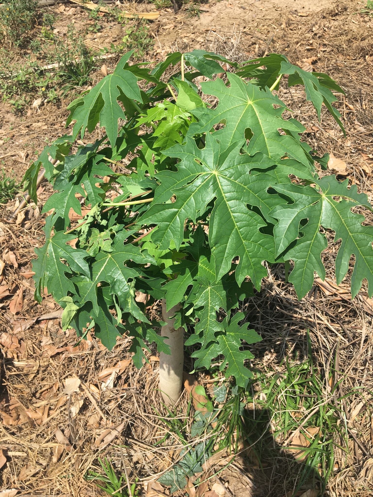Carica papaya