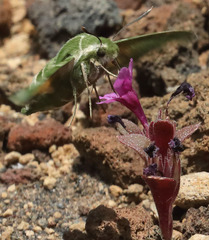 Proserpinus clarkiae