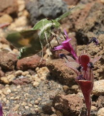 Proserpinus clarkiae