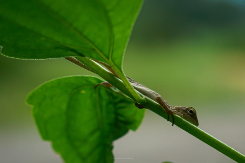 Indian Garden Lizard