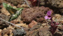 Proserpinus clarkiae