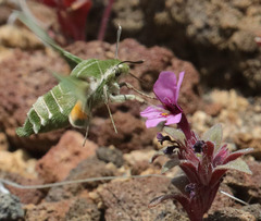 Proserpinus clarkiae