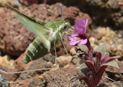 Proserpinus clarkiae