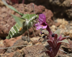Proserpinus clarkiae