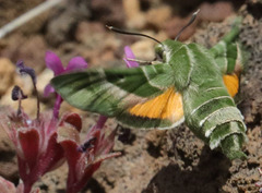 Proserpinus clarkiae