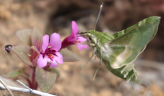 Proserpinus clarkiae