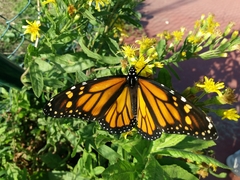 Danaus plexippus