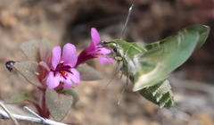 Proserpinus clarkiae