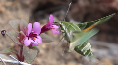 Proserpinus clarkiae