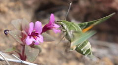 Proserpinus clarkiae