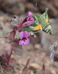 Proserpinus clarkiae