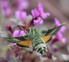 Proserpinus clarkiae