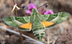 Proserpinus clarkiae