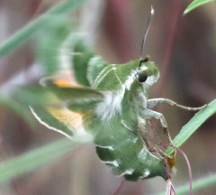 Proserpinus clarkiae