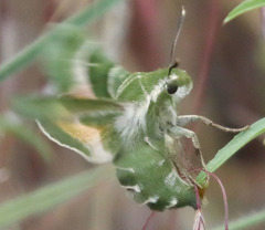 Proserpinus clarkiae