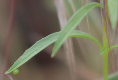 Proserpinus clarkiae